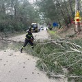 Raffiche di vento e alberi caduti, 60 interventi dei vigili del fuoco