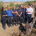 Abbattuto il mandorlo infetto da xylella
