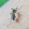 West Nile: uffici Regione invitano a evitare allarmismo