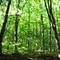 Forestazione: 11 milioni di euro per rimboschimenti