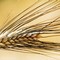Grano: prezzo basso per i produttori lucani