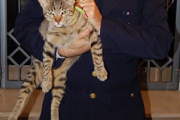 Il gatto recuperato dopo l'arresto