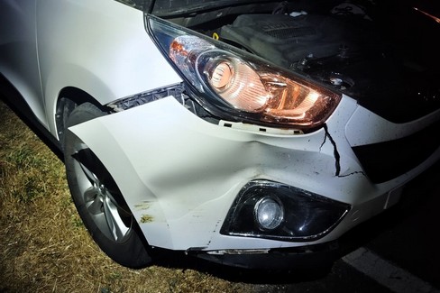 Incidenti stradali con cinghiali in provincia