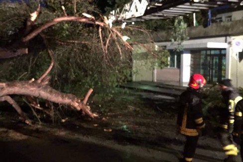 Crollo albero via Lanera