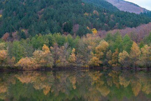 Basilicata regione verde: positivi i dati sui rimboschimenti