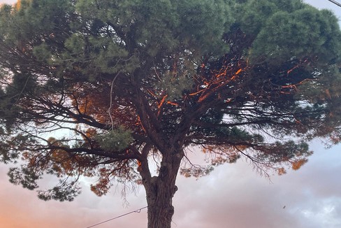 Abbattuto il grande pino. Comune spiega: "ragioni di pubblica sicurezza "