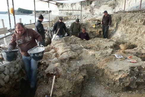 Fossile di balena