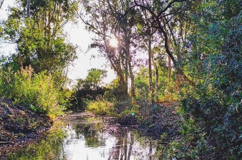 Bosco Pantano, progetto di valorizzazione
