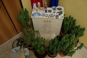 Coltiva marijuana in casa, arrestato