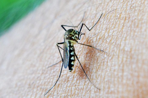 West Nile: uffici Regione invitano a evitare allarmismo