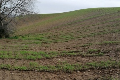 Richiesta di stato di calamità per i danni in agricoltura