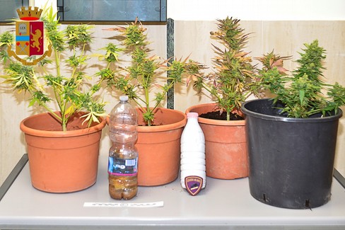 piante marijuana