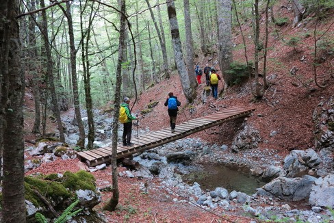 Alberi monumentali: in Basilicata sono 181 i  "patriarchi verdi "
