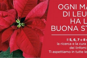Stelle di Natale AIL