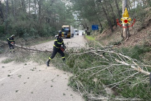 Raffiche di vento e alberi caduti, 60 interventi dei vigili del fuoco